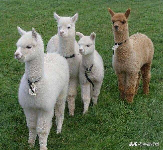 這種動物的外形像綿羊和駱駝的結(jié)合體，研究發(fā)現(xiàn)其經(jīng)濟價值相當高