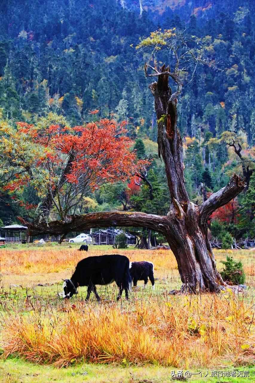 多地重啟跨省游！10月全國最美的地方都在這了，挑一個(gè)出發(fā)吧