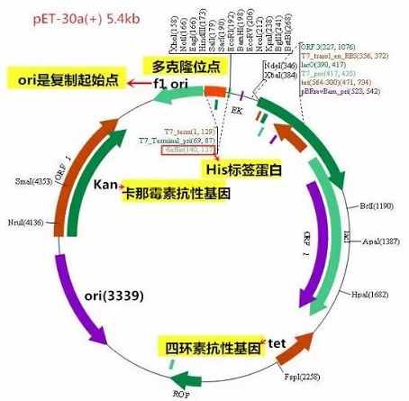 一分鐘教你讀懂質(zhì)粒圖譜！