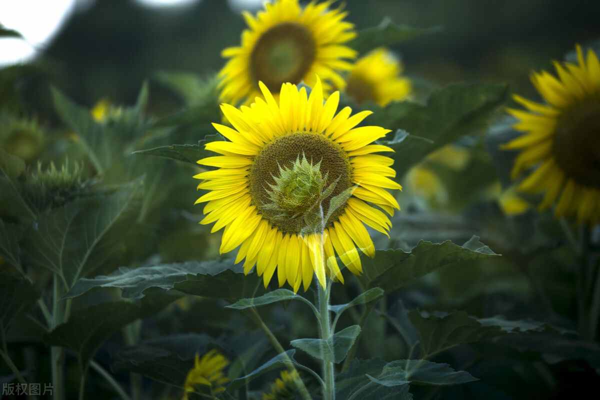 向陽花——挺直脊梁 儀表堂堂