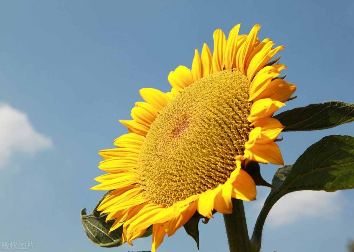 向陽花——挺直脊梁 儀表堂堂