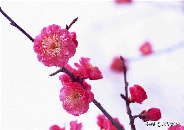 上聯(lián)求下聯(lián)，你來(lái)我也來(lái)！上聯(lián)：梅蘭竹菊四君子