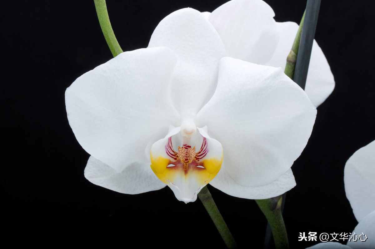 上聯(lián)求下聯(lián)，你來(lái)我也來(lái)！上聯(lián)：梅蘭竹菊四君子