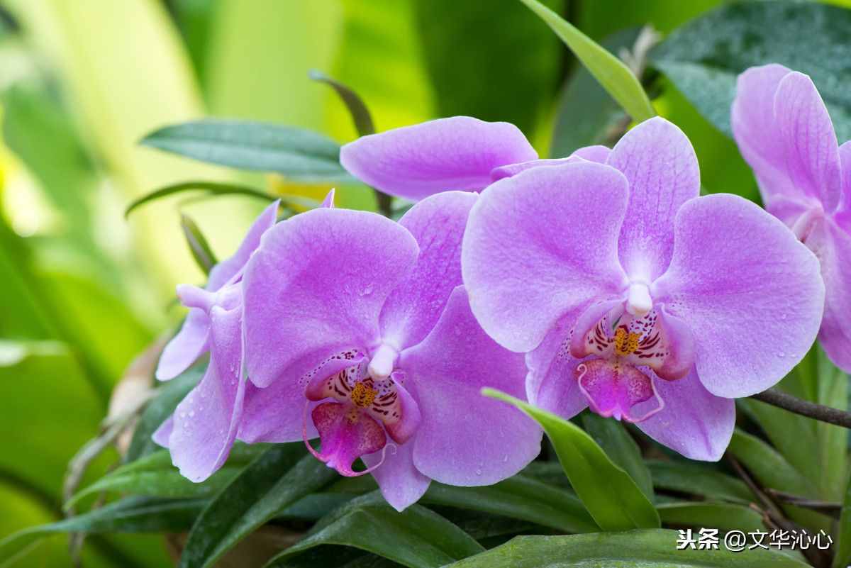 上聯(lián)求下聯(lián)，你來(lái)我也來(lái)！上聯(lián)：梅蘭竹菊四君子
