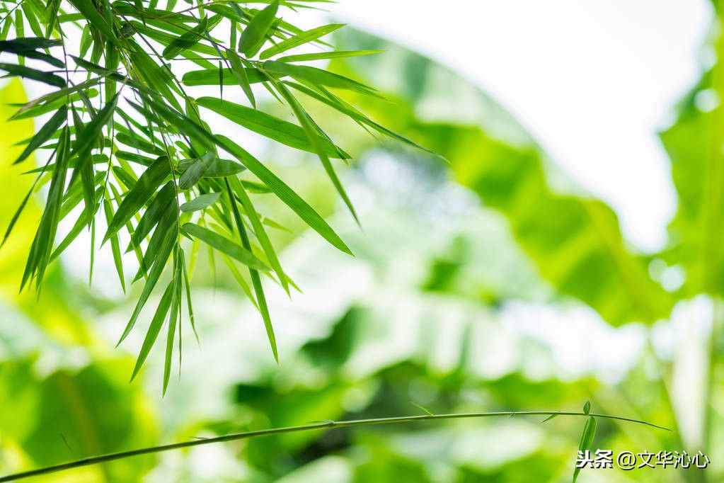上聯(lián)求下聯(lián)，你來(lái)我也來(lái)！上聯(lián)：梅蘭竹菊四君子
