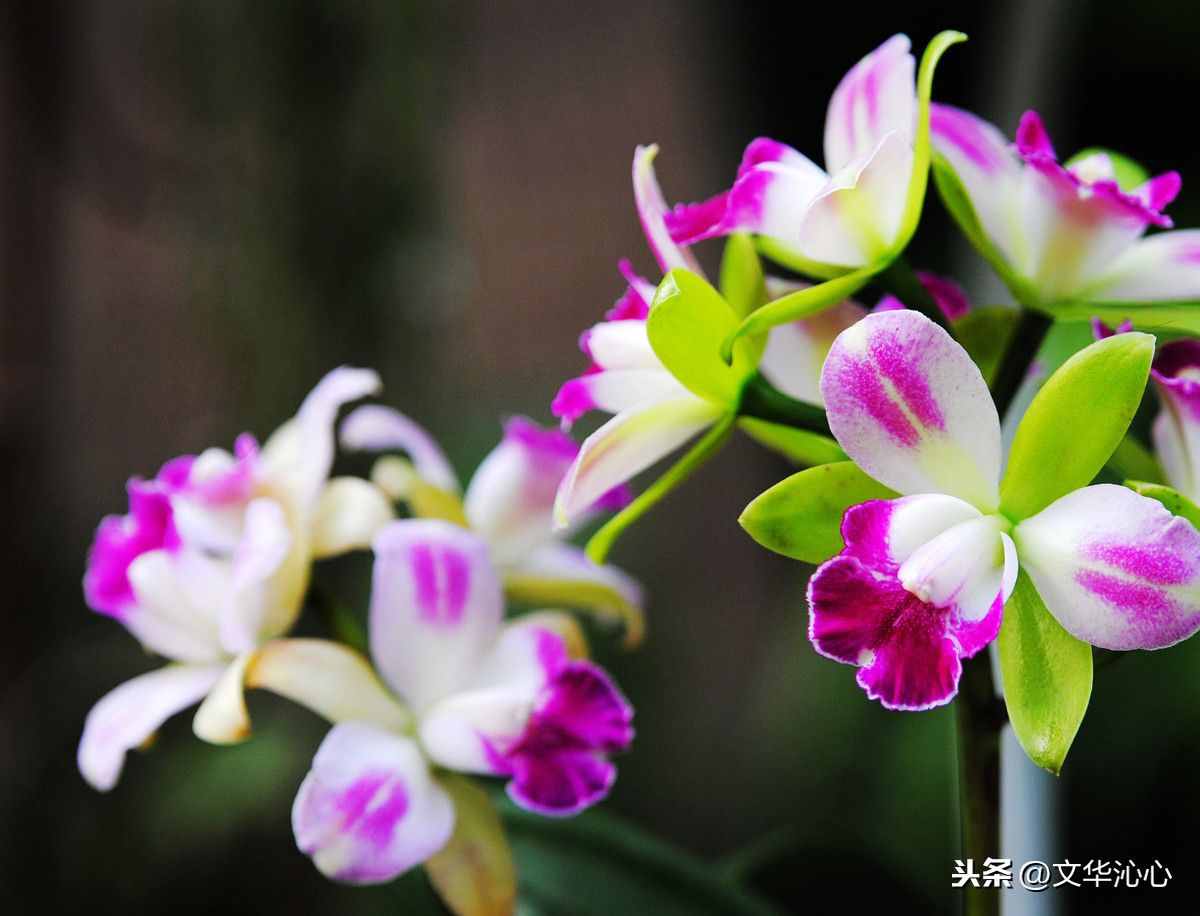 上聯(lián)求下聯(lián)，你來(lái)我也來(lái)！上聯(lián)：梅蘭竹菊四君子