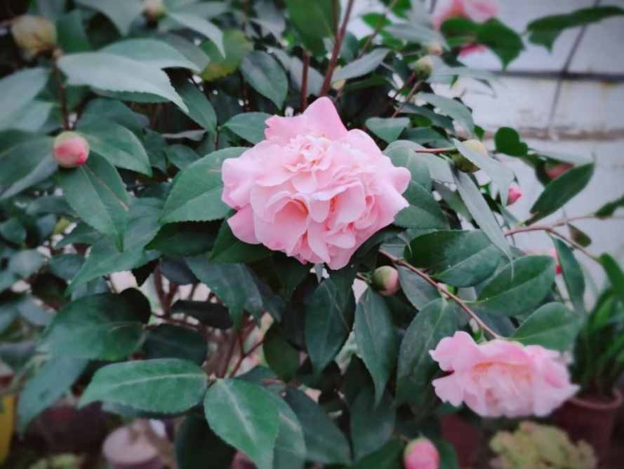 茶花夏季看著不長，其實它在“孕育”，做好養(yǎng)護，秋季枝頭滿花苞