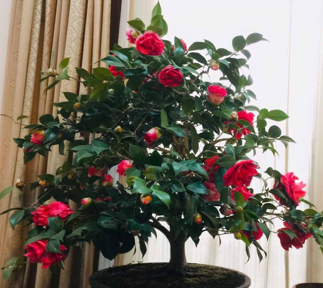 茶花夏季看著不長，其實它在“孕育”，做好養(yǎng)護，秋季枝頭滿花苞