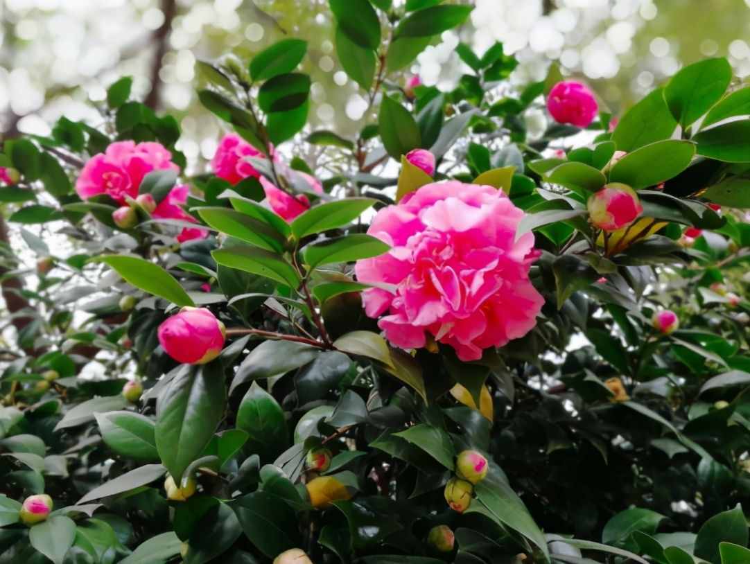 茶花夏季看著不長，其實它在“孕育”，做好養(yǎng)護，秋季枝頭滿花苞