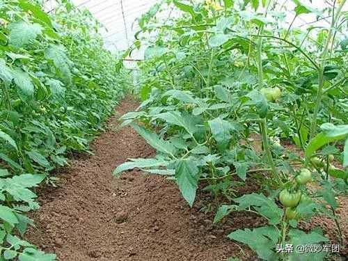 土壤都是什么類(lèi)型？你知道么？