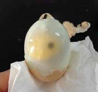 毛雞蛋的真相原來是這樣！以后再也不敢直視毛雞蛋了！