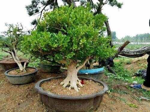 木中之王為黃楊，極具歷史意義的黃楊樹，如今成為最受歡迎的盆景