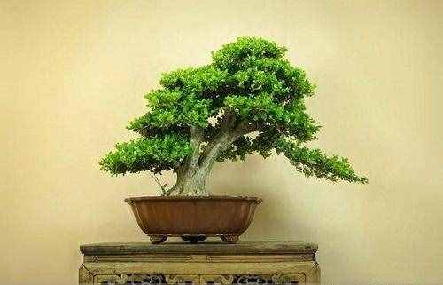 木中之王為黃楊，極具歷史意義的黃楊樹，如今成為最受歡迎的盆景