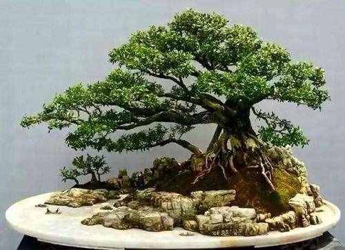 木中之王為黃楊，極具歷史意義的黃楊樹，如今成為最受歡迎的盆景