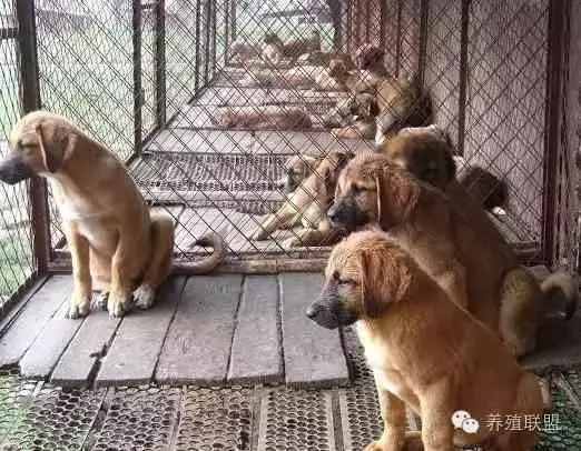 養(yǎng)殖肉狗賺錢嗎？