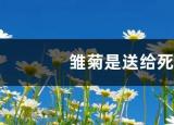 今日更新過生日送什么花(小雛菊為什么不能送人)