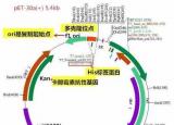 今日更新質(zhì)粒圖譜（一分鐘教你讀懂質(zhì)粒圖譜）