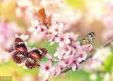 今日更新桃花癲（在春季人們很容易患上桃花癲）