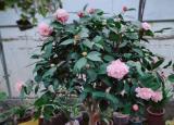 今日更新茶花的養(yǎng)殖方法（茶花怎么養(yǎng)(新手必看)）