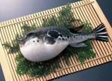 今日更新正是河豚欲上時(shí)（文化 正是河豚欲上時(shí)的意思是什么）