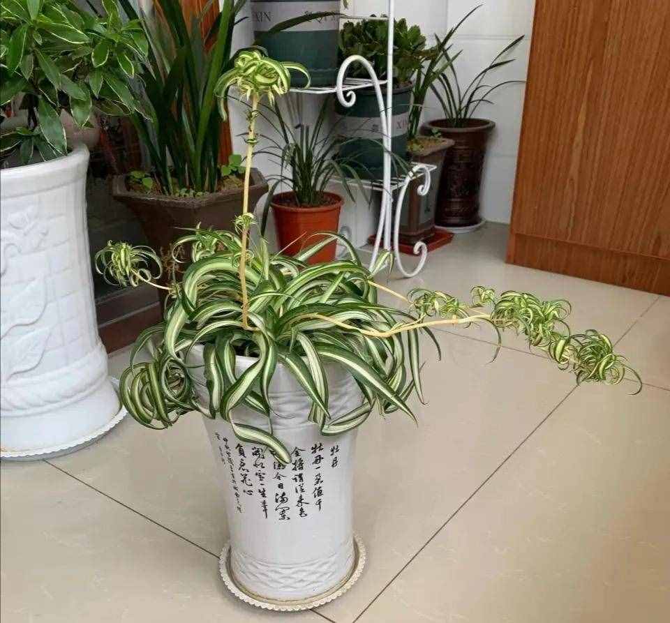 10個小秘訣，吊蘭長得茂盛飄逸、葉子綠油油，不干尖不易折斷