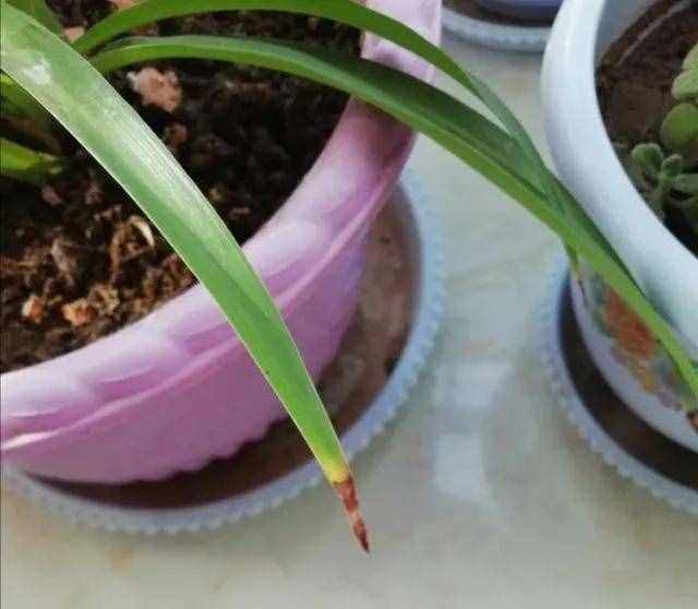 10個小秘訣，吊蘭長得茂盛飄逸、葉子綠油油，不干尖不易折斷