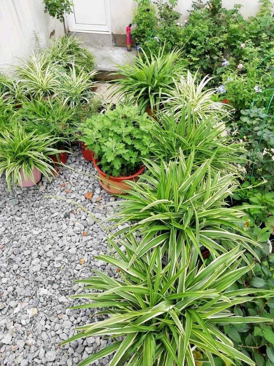 10個小秘訣，吊蘭長得茂盛飄逸、葉子綠油油，不干尖不易折斷