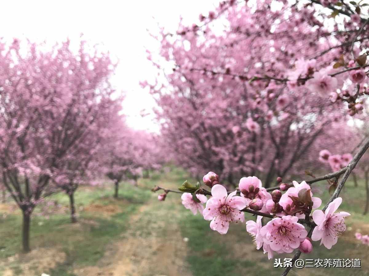 學校常用的元旦的對聯(lián)