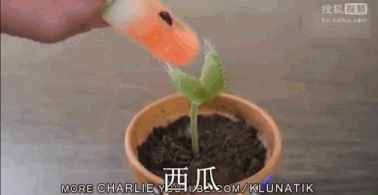 12種吃蚊蟲(chóng)的花，養(yǎng)1盆，蟲(chóng)子全死光