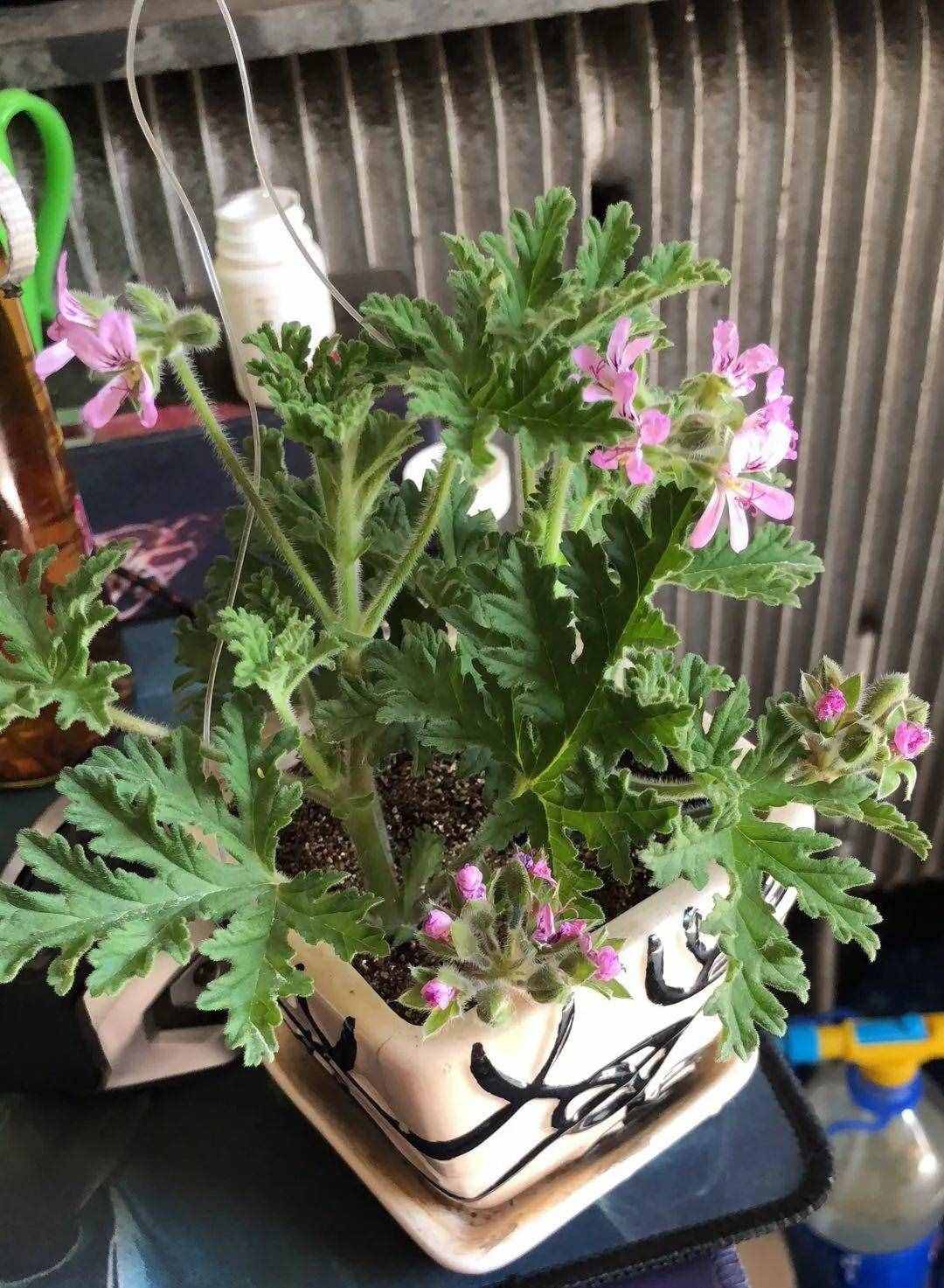 12種吃蚊蟲(chóng)的花，養(yǎng)1盆，蟲(chóng)子全死光