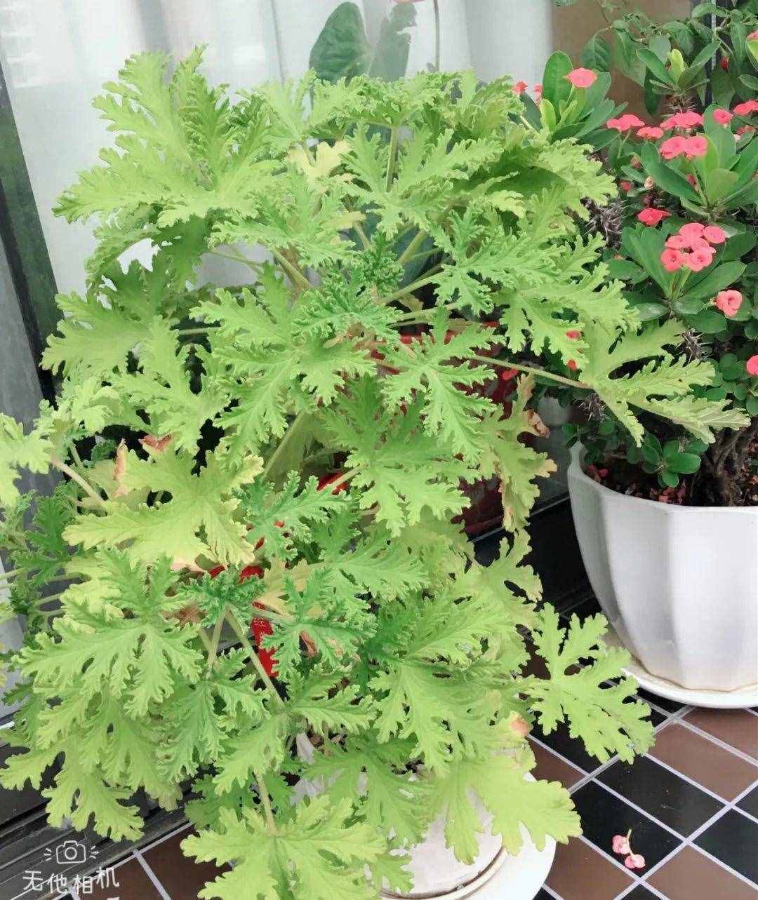 12種吃蚊蟲(chóng)的花，養(yǎng)1盆，蟲(chóng)子全死光