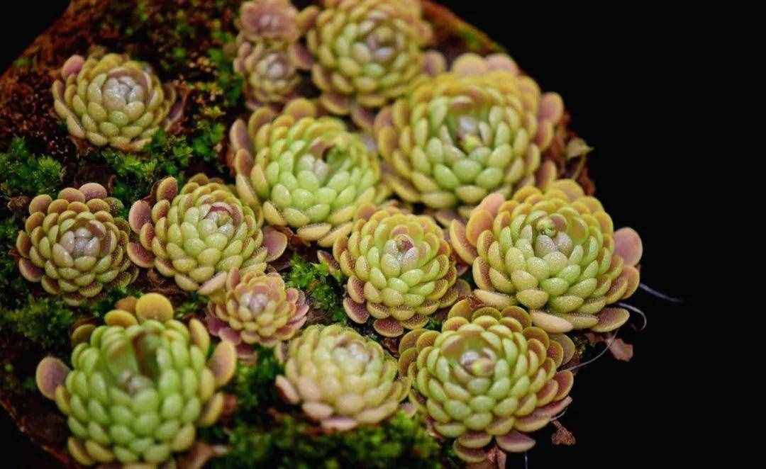12種吃蚊蟲(chóng)的花，養(yǎng)1盆，蟲(chóng)子全死光