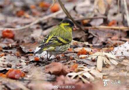 黃雀：其實(shí)我真的很少吃螳螂