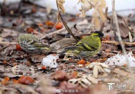 黃雀：其實(shí)我真的很少吃螳螂