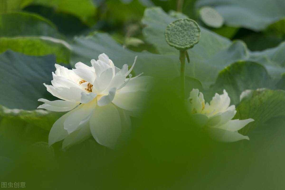 荷花幾月開？從花蕾初現(xiàn)到謝花持續(xù)幾天？早晨適宜賞花