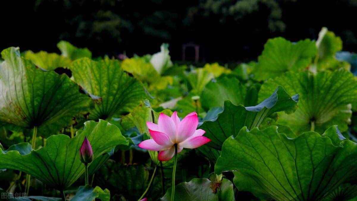 荷花幾月開？從花蕾初現(xiàn)到謝花持續(xù)幾天？早晨適宜賞花