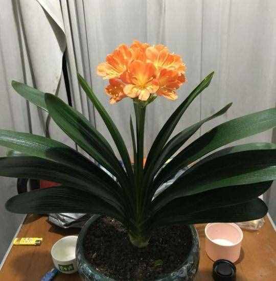 不會養(yǎng)君子蘭，記住5個技巧，盆盆長爆盆，棵棵開花艷
