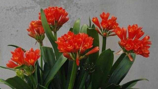 不會養(yǎng)君子蘭，記住5個技巧，盆盆長爆盆，棵棵開花艷