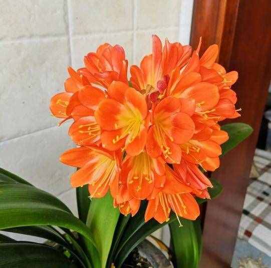 不會養(yǎng)君子蘭，記住5個技巧，盆盆長爆盆，棵棵開花艷