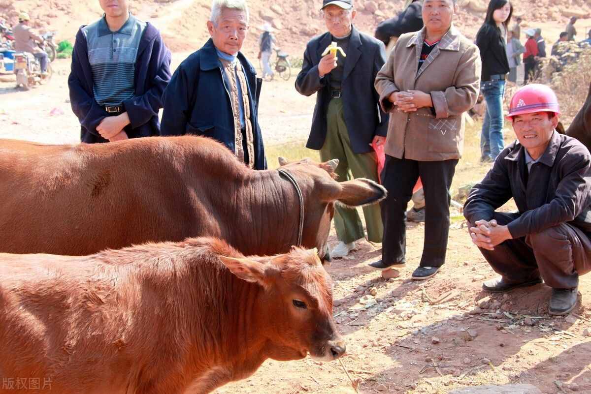 牛價(jià)丨6月10日 全國(guó)活牛價(jià)格有更新