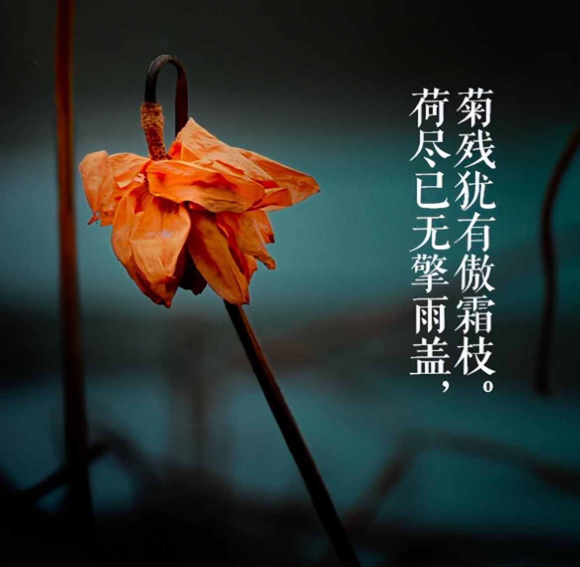 蘇軾很豁達(dá)的一首詩，短短28字，溫暖了人心近千年