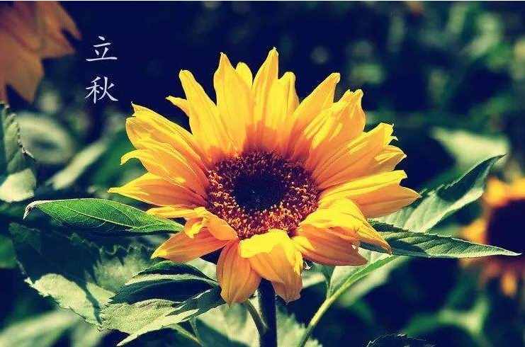 「詩詞鑒賞」節(jié)物催吾老 天涯見立秋，邂逅最美立秋詩詞