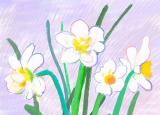 今日更新水仙花的花語（水仙花的花語和象征）