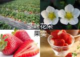 今日更新草莓的營養(yǎng)價值及功效與作用（草莓的做法大全）