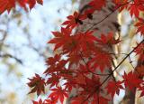 今日更新光彩奪目的什么（夢幻的光彩奪目）