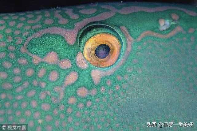 左眼皮跳是什么預(yù)兆，左眼皮一直跳是怎么回事？