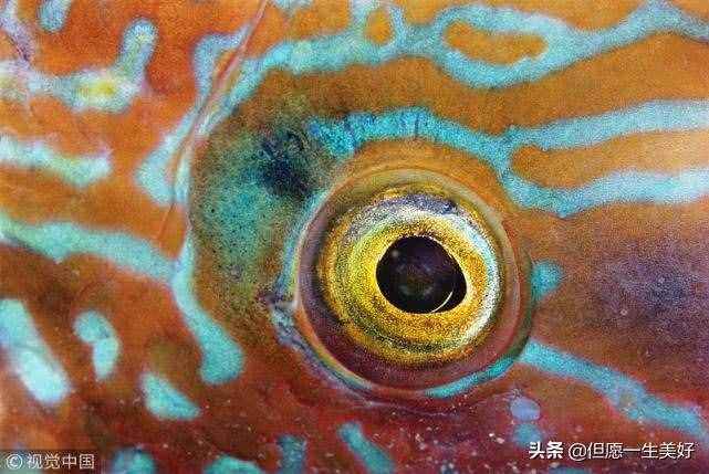 左眼皮跳是什么預(yù)兆，左眼皮一直跳是怎么回事？