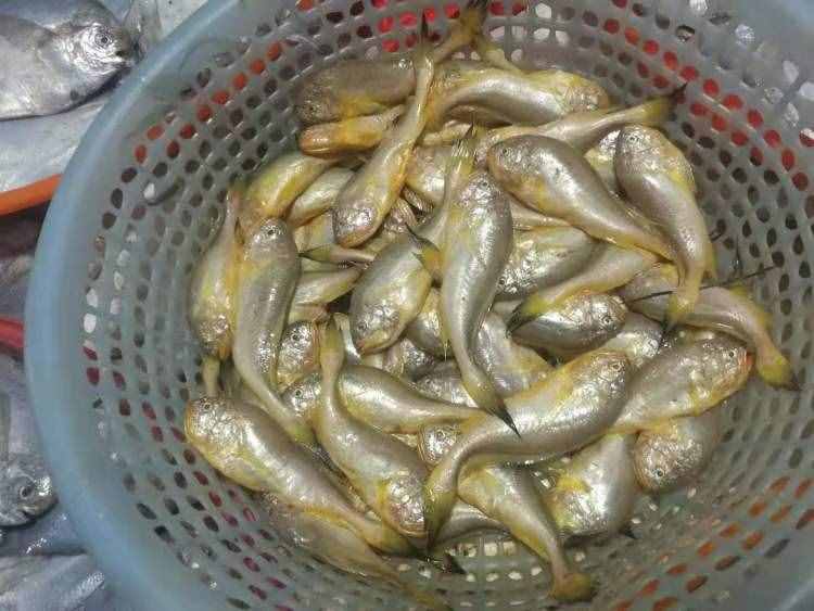 2兩頂級(jí)品售價(jià)80元一條？Ok！“鮮霸”梅童魚價(jià)今春上漲5%-15%