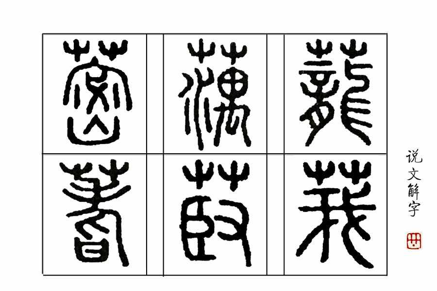 《說文解字》第70課：藕是荷花的根嗎？