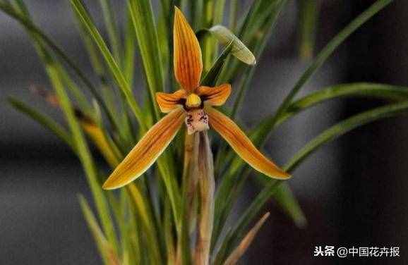 總送鮮花誰(shuí)不膩？其實(shí)教師節(jié)還可以送這些花